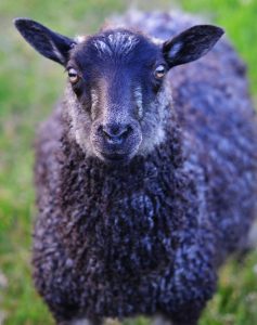 Glotlands sheep selfie